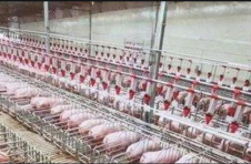 四部门联合部署 突出支持粮食生猪生产