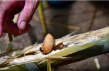广东肇庆有群捉虫人靠捉虫致富月入1.5万元