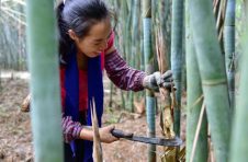广东肇庆有群捉虫人靠捉虫致富月入1.5万元