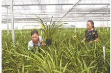 广州南沙对口帮扶：搭棚种花脱贫 发展文旅致富