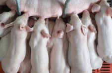 国家统计局：9月下旬生猪每公斤33.7元，环比降5.1%