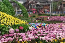 重庆市第24届菊花艺术展闭幕 实现人流量300多万（人次） 整个展区消费达到3.5亿