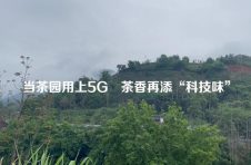 当茶园用上5G 茶香再添“科技味”