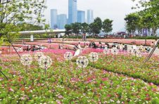 深圳：格桑花开蝴蝶来 相约初夏好时光