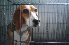 世界爱犬联盟吁各国反思动保政策以促进全球合作