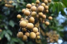 增城派潭龙眼火热上市，天然无公害佳品