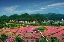 湛江：“文物＋旅游”留住古商埠“烟火气” 湛江赤坎发力打造古商埠历史文化街区