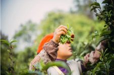 为守护非遗传承，罗浮山国药再度重金收购野生中药材
