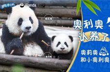 奥利奥终身认养两只同名大熊猫，号召与更多消费者一同关注可持续议题