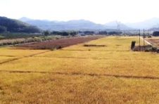 农业农村部：今年春节“菜篮子”产品量足价稳