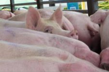 农业农村部：2月猪肉批发价格为20.97元/公斤 比上月下降11.59%