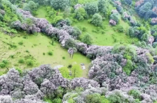 不到鸡笼顶，枉为广东人！原来，中国绝美的高山草原杜鹃花海在这里